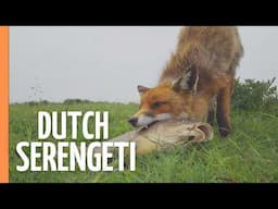 Europe's Lost Paradise - The Untold Story of Netherlands' Wild Side | Nature Documentary