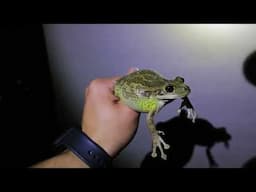 Catching Giant Tree Frogs in Central Florida.. (INVASIVE FROGS)