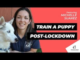 How to Train a Puppy for Post-Lockdown Life with Michelle Suarez (Episode 71)