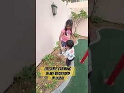 Organic Farming in Backyard in Dubai by Rishita and Arjun #sustainableagriculture #greendubai