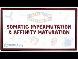 Somatic hypermutation and affinity maturation