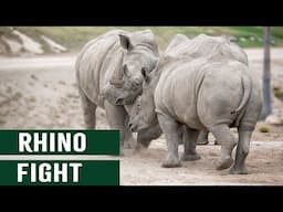 Rhino Battle Of The Titans: Deadly Apex Fight Over Territory