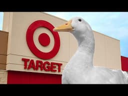 POV: I take my duck to Target