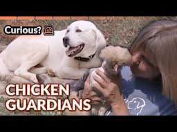 Chickens Protected by Loyal Guardians | Dogs With Jobs