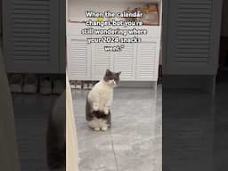 Funny Confused Cat #Shorts