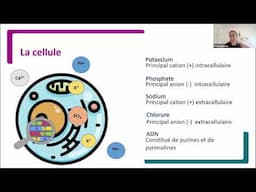 Syndrome de la lyse tumorale (SLT) : Immersion dans les urgences oncologiques