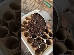 Toilet Paper Roll Seed Starting Pots! #garden #gardening