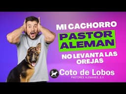 Mi Pastor Alemán No Levanta Las Orejas - Como levantar las orejas de un pastor alemán #cotodelobos