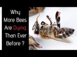 Beekeeping For Beginners - Why Bees Are Dying OFF