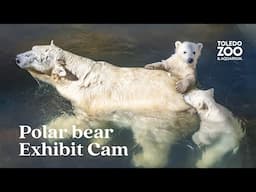 Polar Bear Exhibit, LIVE | Toledo Zoo