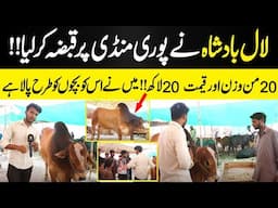 LAL BADSHAH Most Beautiful And Expensive Bull In Eid Market || Daily Dharti