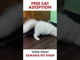 Free Cat Adoption | Free Adoption | Cats kennel in India | #freecat #freeadoption #cats #cat #shorts