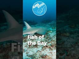 Guitar Shark Sighting in the Andaman Sea: A Rare and Remarkable Encounter 🎸🦈