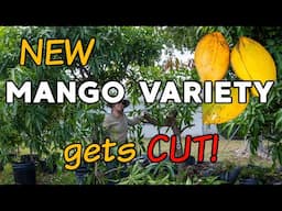 NEW Mango Variety Gets CUT!