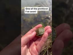 He was just chilling on the bank of this pond! #turtle #babyturtle #shorts #cute