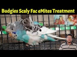 Budgie scaly face mites problam and treatment |  Budgies | Bajri | Australian parrot | Birds