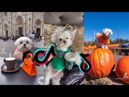 😍 Cutest Maltese Dog 😂 Funny and Cute Maltese Puppies and Dogs Videos