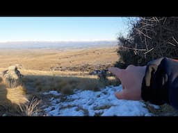 Bucks & Blood Trails | Fallow Deer Hunting New Zealand