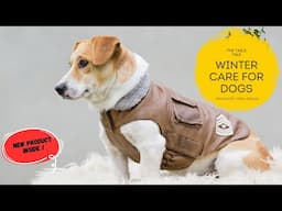 05 DOG WINTER CARE TIPS | Best Dog Bed | Dog Health