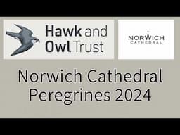 Norwich Cathedral Peregrines 2024