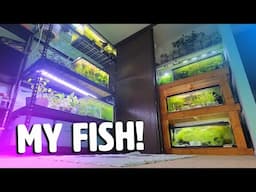 I'm back, and here is my little apartment fishroom 👋😊