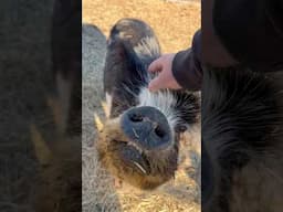 we sure will miss the sweet girl and her always begging for more head scratches #pig #farmlife