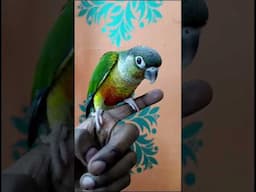 Hand tamed yellow sided conure available for sale 9872510720 #handtameparrot #conure