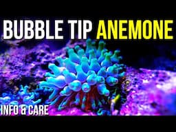 Bubble Tip Anemone Info and Care | How to Keep Bubble Tip Anemones