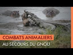 Un crocodile attrape un gnou mais se fait chasser par des hippopotames