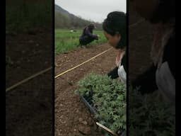 Planting with friends- life is good 🍀 #farming #homesteading #planting #kale #organic 🎥Ben Vogel