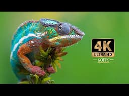 The Astonishing Beauty of Nature | 4K Ultra HD