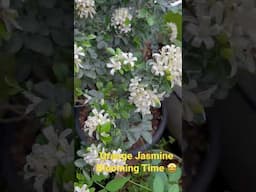 Orange Jasmine Blooming #orangejasmine #madhukamini #chinabox