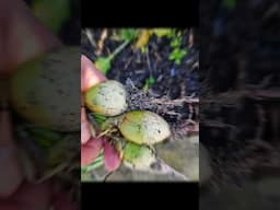 Radish Sunday || DHBG #garden #gardening #gardeningforbeginners