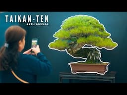 44th Taikan-ten Bonsai Exhibition | Setup, Judging & Showtime | Kyoto, Japan