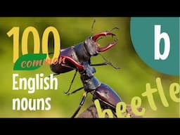 100 ENGLISH Nouns - Some of the Most Common Words in English that Begin with the Letter 'B'