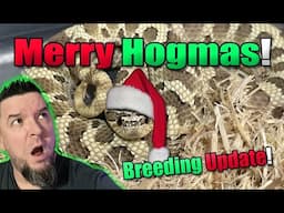 Merry Hogmas!! Breeding Update 2025!