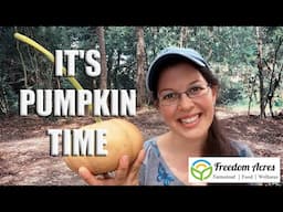 Cherokee Tan (Seminole) Pumpkin replanting and harvest