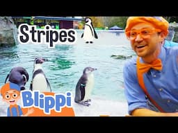 Blippi Explore the Land of the Penguins | Blippi | Shows for Kids - Explore With Me!