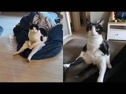 Try Not To Laugh 🤣 New Funny Cats Video 😹 - MeowFunny Part 71