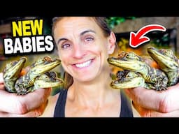 I Got 20 New Baby Gators For My New Reptile Zoo!