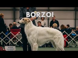 I WOULD LOVE TO FILM BORZOI WORKING