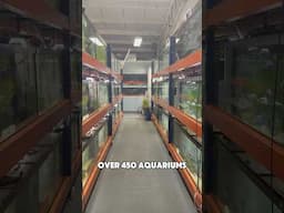 Over 450 Aquariums! Incredible Store