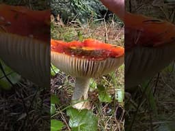 Satisfying Mushroom ASMR: Tapping and Cronching California Mushrooms