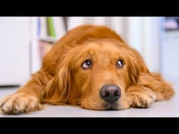 5 Things Golden Retrievers Are Scared Of