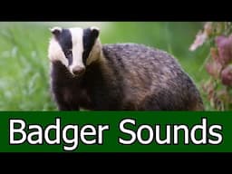 Badger Sounds & Pictures ~ The Scream Of a Badger. Learn the sound a Badger makes.