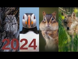 A Year Of Wildlife Photography