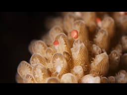 The Secrets of Mass Coral Spawning