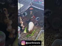 GUINEA PIGS HAVING THEIR MORNING FEED (SHORTS)