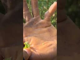 This farmers palm will make you respect farmers - Big respect for all farmers out there #farmer