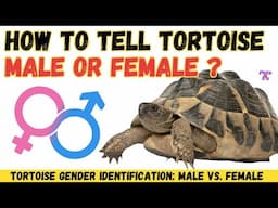 🐢How To Tell Tortoise is Male or Female | Sulcata Tortoise Gender Male vs. Female 2023 | Pets and Us